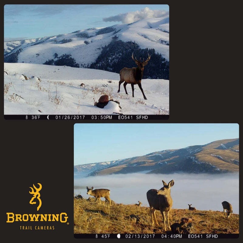 Browning Trail Cameras Strike Force Pro X Trail Camera Bundle (2-Pack, Camo)