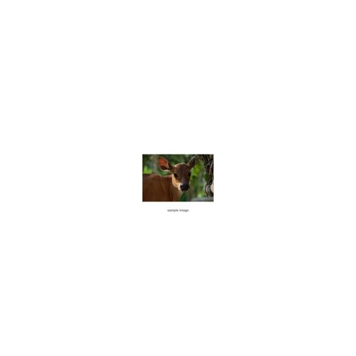 Fujifilm XC 50-230mm f/4.5-6.7 OIS II Lens (Black)