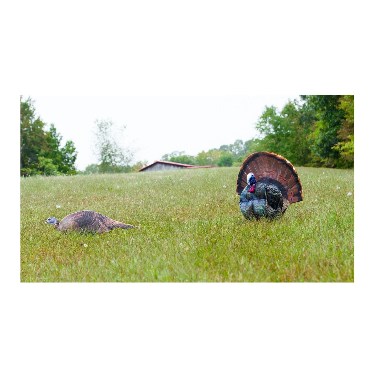 Montana Decoy Spring Fling Turkey Decoy - Foldable and Portable, Photo-Realistic
