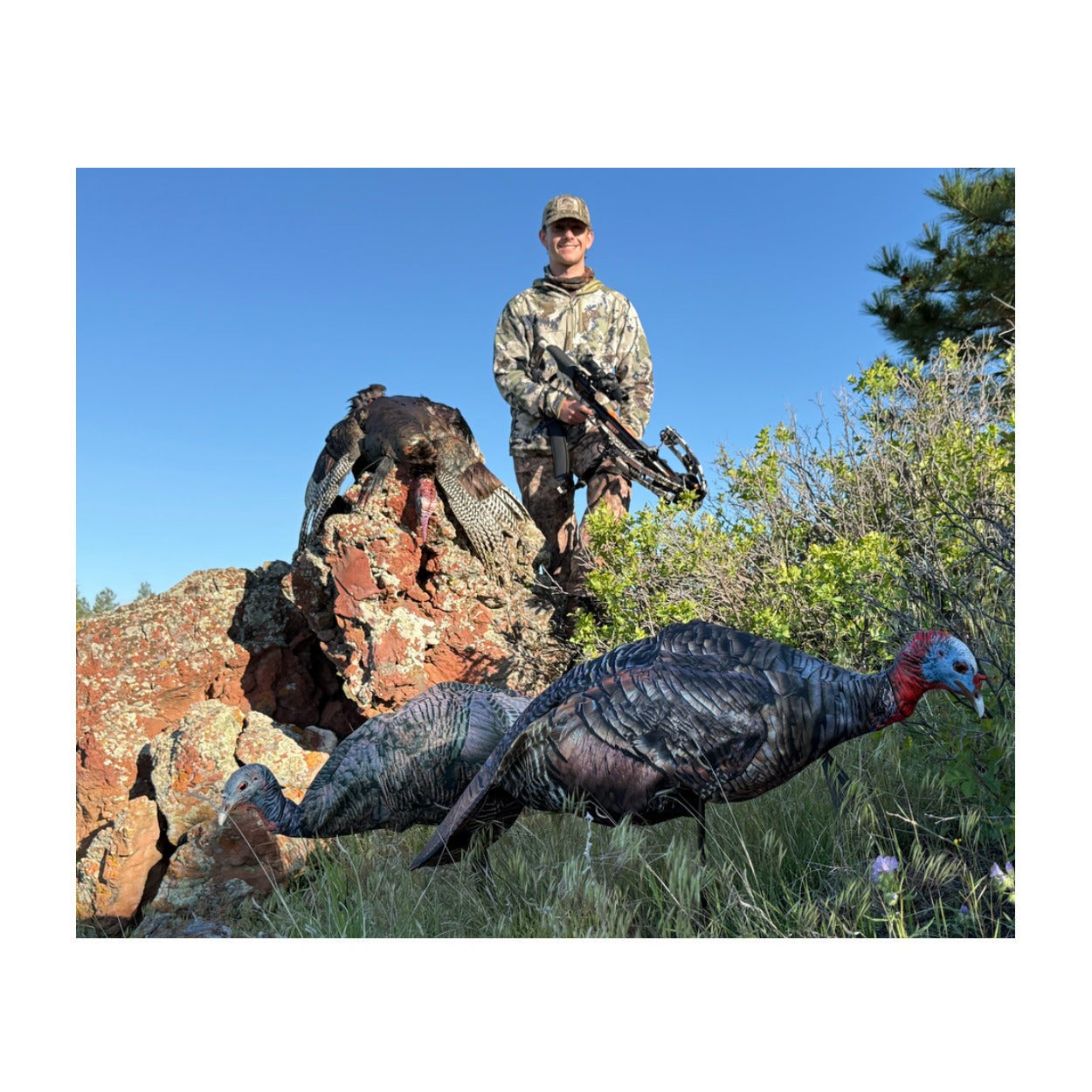 Montana Decoy Purr-Fect Pair XD3 Combo Turkey Decoys with Multiple Pose Options