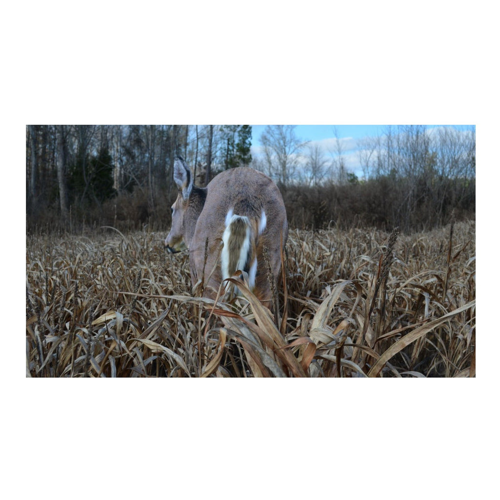 Montana Decoy Deer Rump Whitetail Decoy Lightweight and Foldable Hunting Decoy