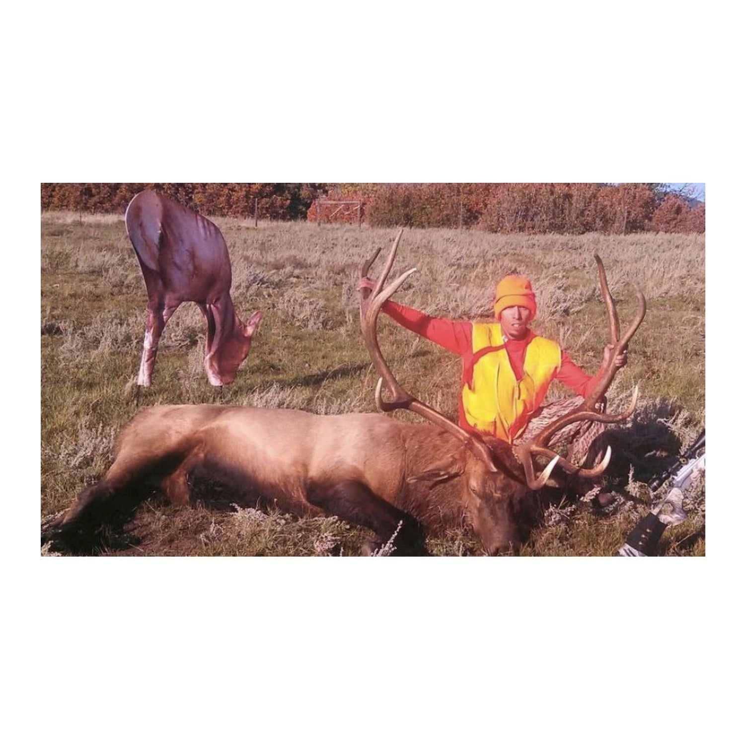 Montana Miss September Feeding Elk Decoy - Realistic Pose for All-Season Hunting