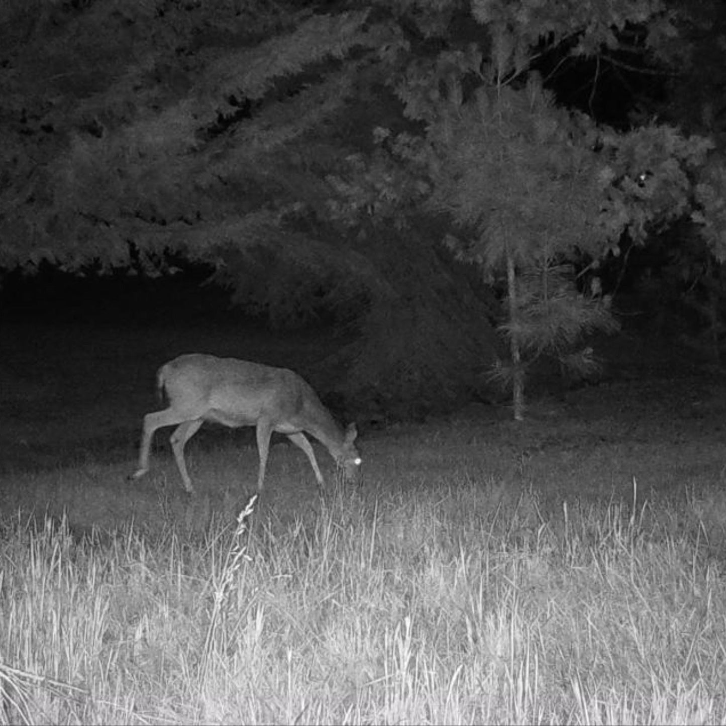 Cuddeback CuddeLink Wireless Trail Camera System with Solar Power Bank, Memory Card Bundle (4-Pack)