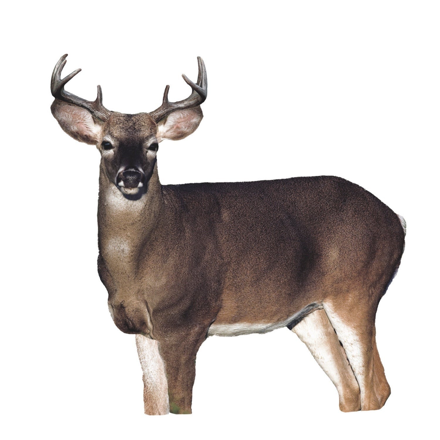 Montana Decoy Dream Team Buck and Doe (Multicolor)