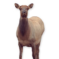 Montana Decoy Eichler Elk - Ultra-Portable, Full-Body Designed by Fred Eichler