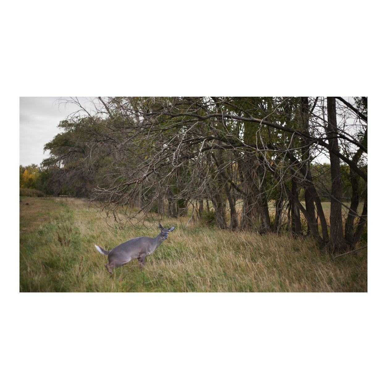 Montana Decoy Estrus Betty Whitetail Deer Decoy (Peeing Doe) for Bow Hunting