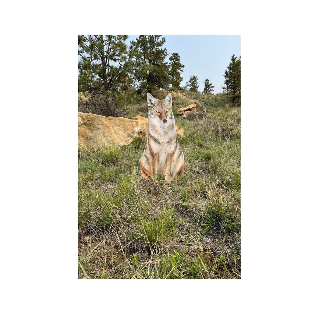 Montana Decoy Sitting Coyote Decoy