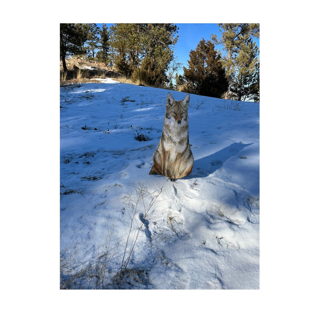Montana Decoy Sitting Coyote Decoy