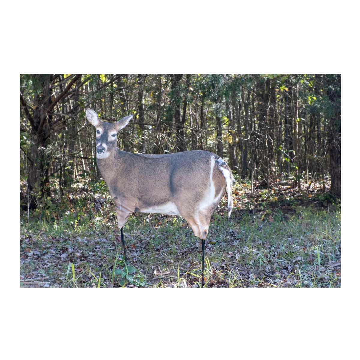 Montana: Trixie Whitetail Doe - Ultra-Realistic Deer Decoy with Teaser Tails