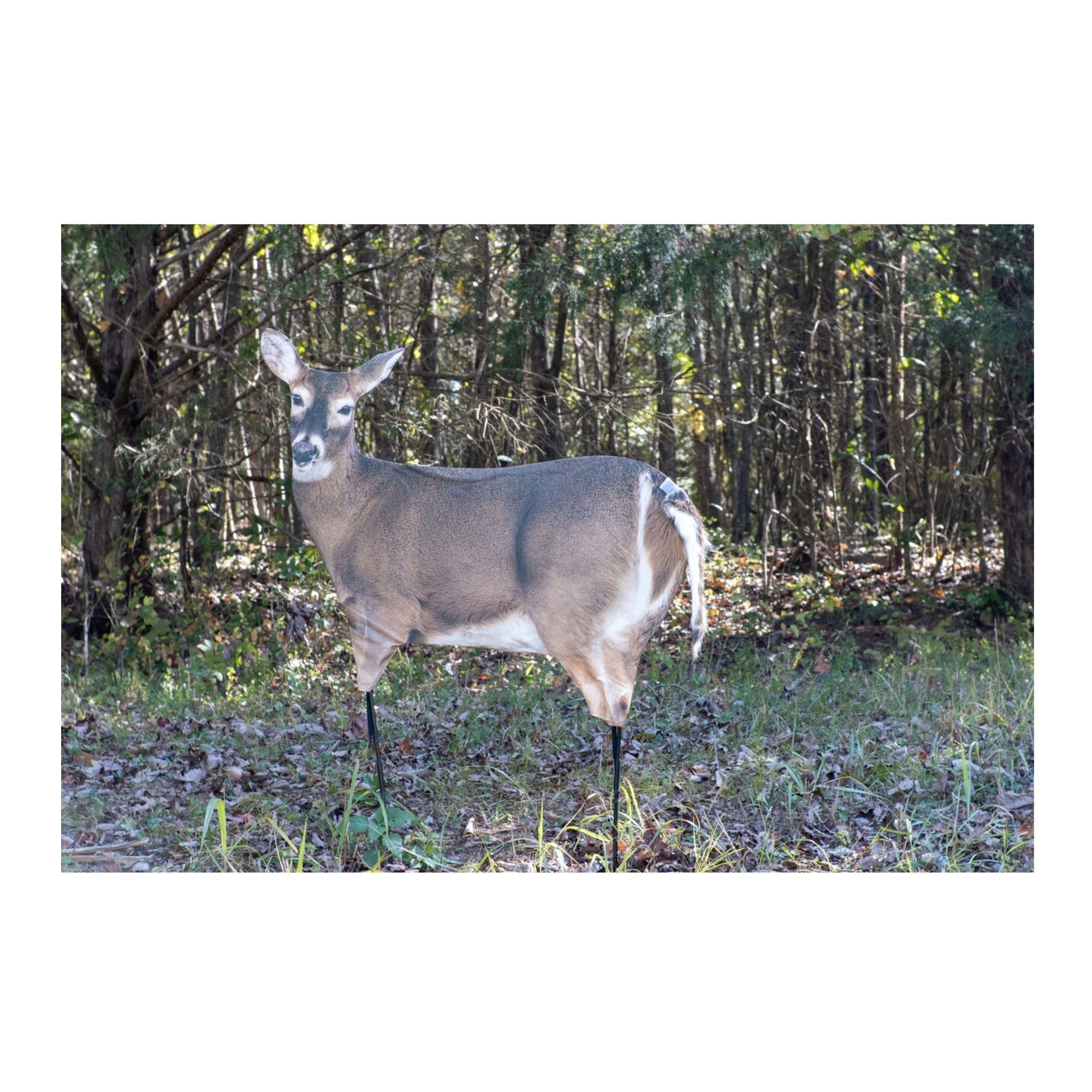 Montana: Trixie Whitetail Doe - Ultra-Realistic Deer Decoy with Teaser Tails