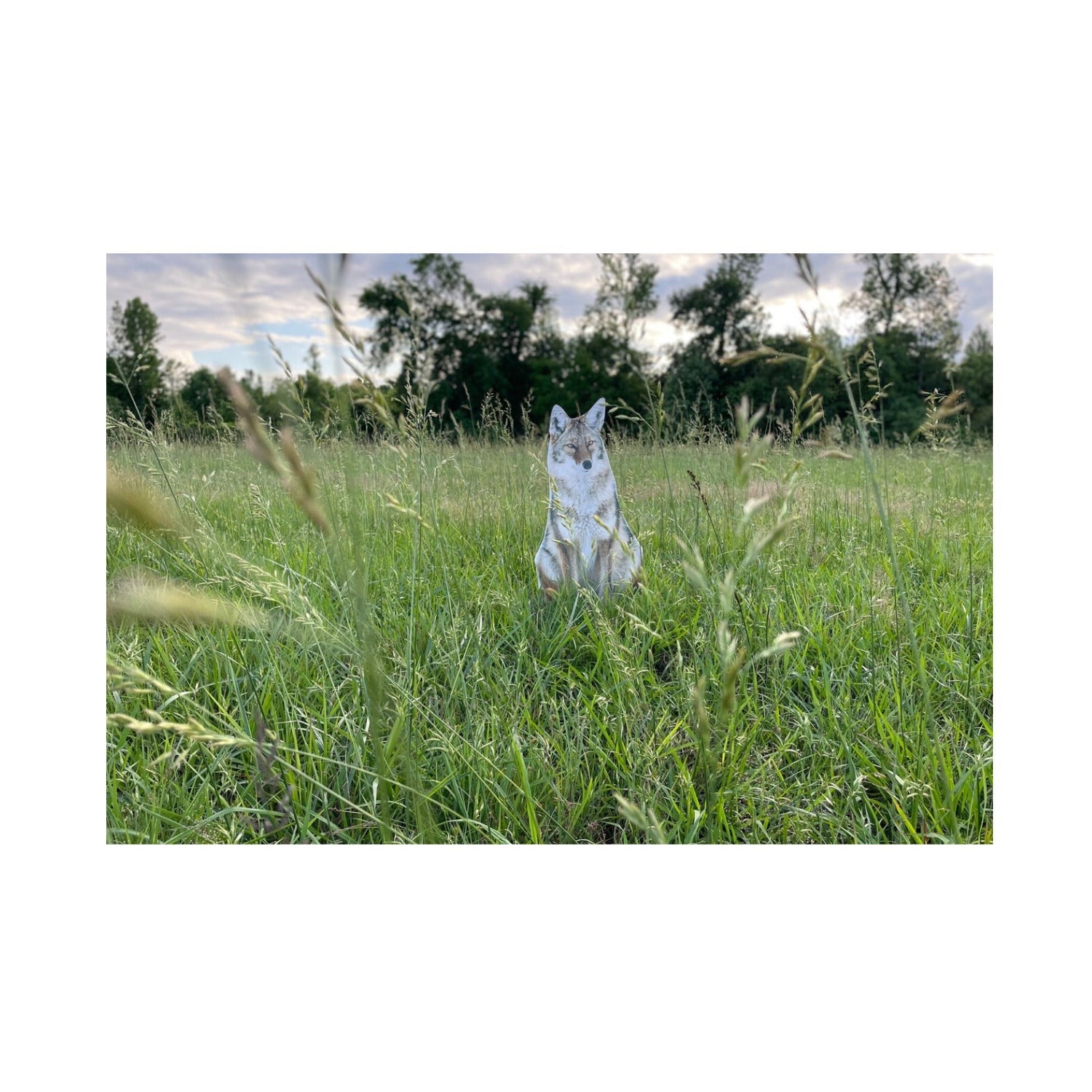 Montana Decoy Sitting Coyote Decoy