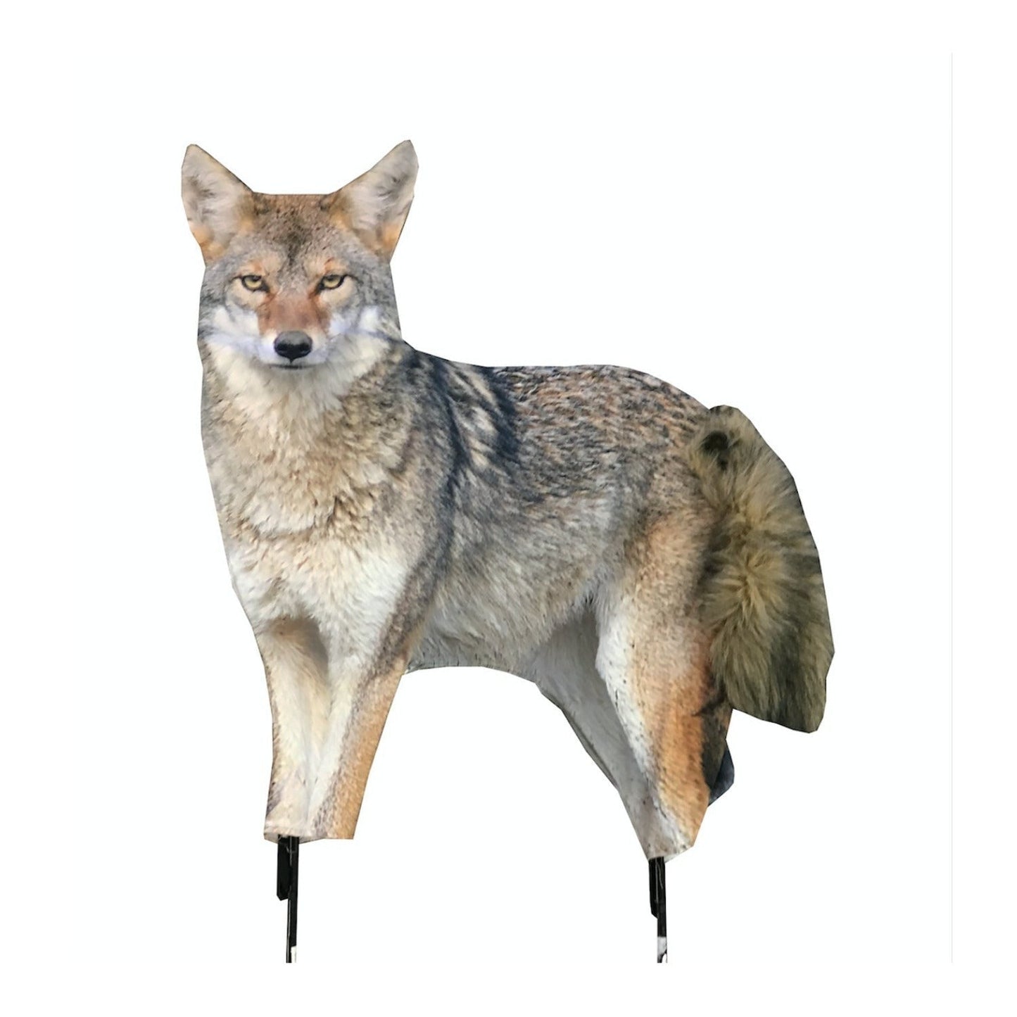 Montana The Song Dog Realistic Coyote Decoy with 3D Moving Tail