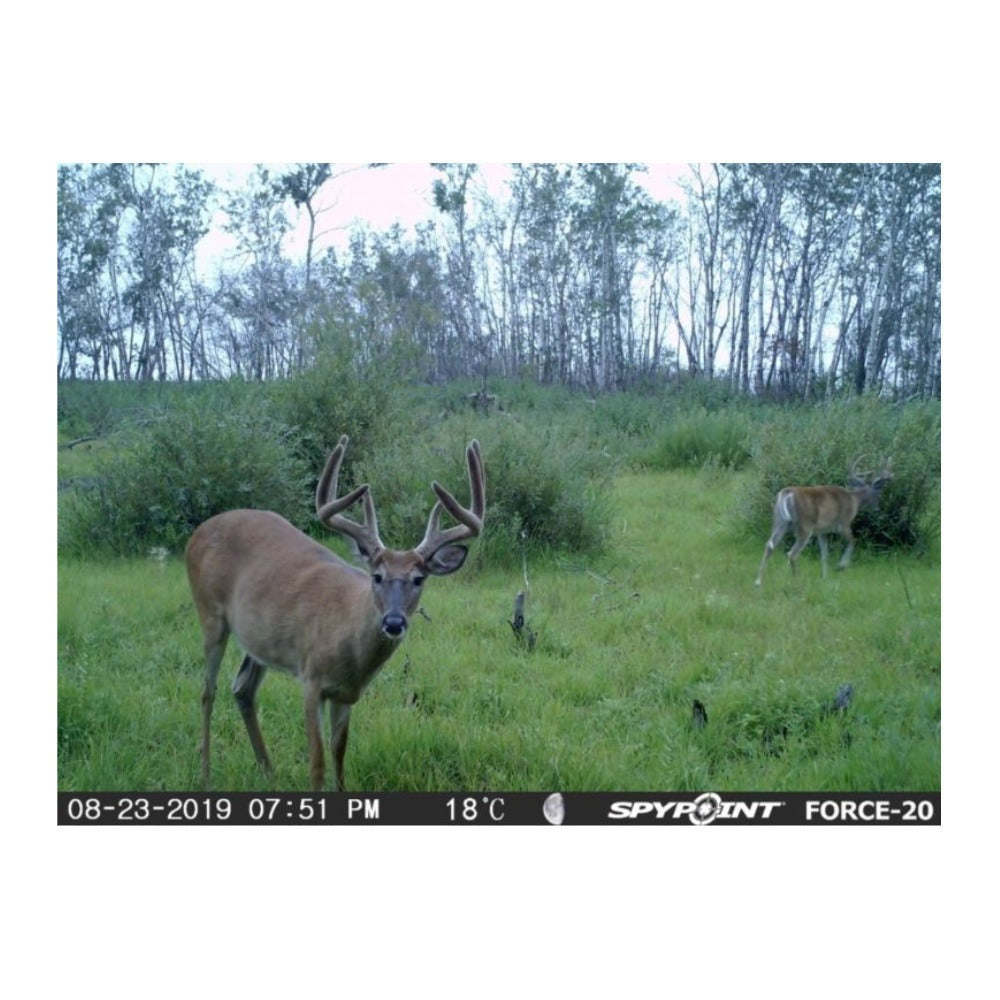 Spypoint FORCE-20 Trail Camera For Beginners With 16 GB SD Card (Brown)