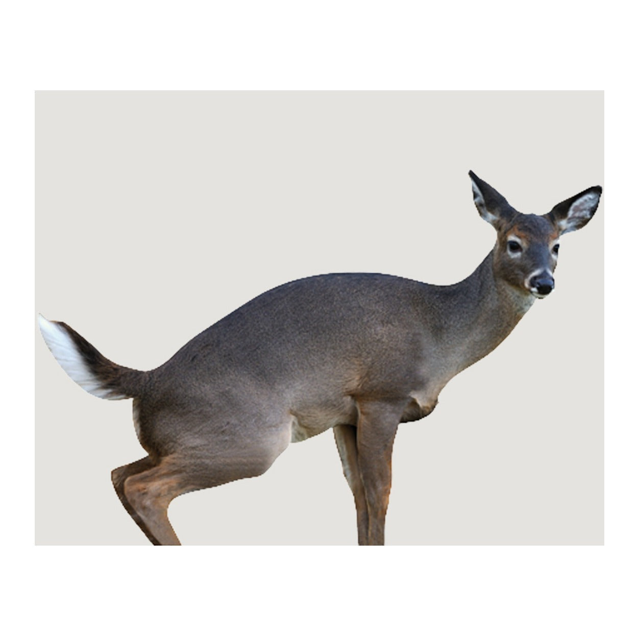 Montana Decoy Estrus Betty Whitetail Deer Decoy (Peeing Doe) for Bow Hunting