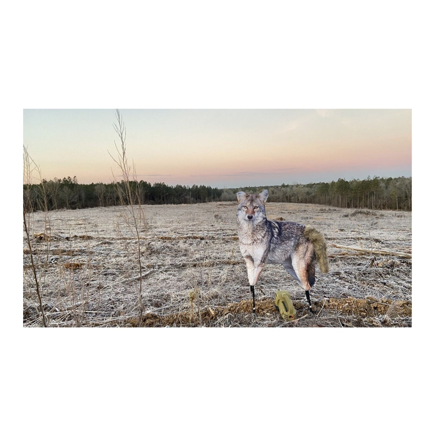 Montana The Song Dog Realistic Coyote Decoy with 3D Moving Tail