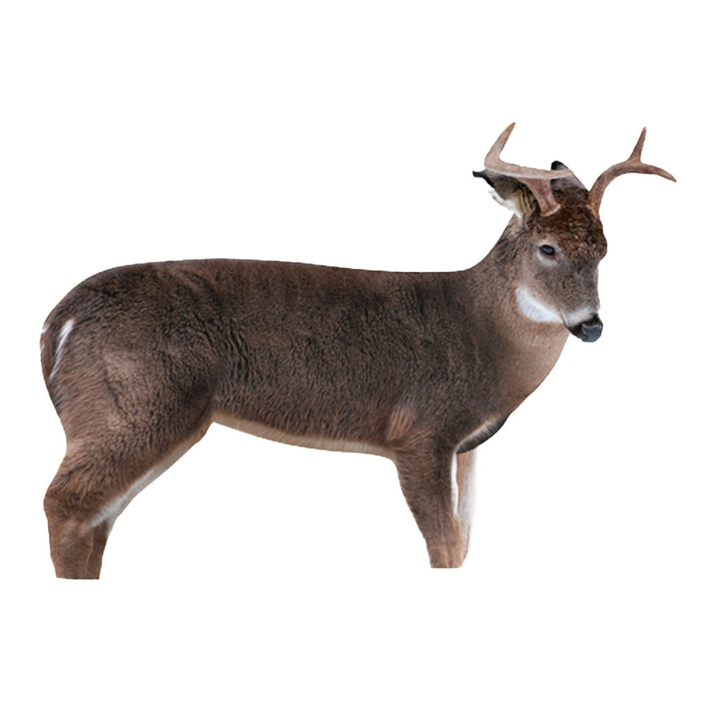 Montana: The Freshman (Whitetail Buck Decoy)