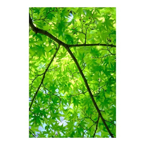 FUJIFILM XF18-120mmF4 LM PZ WR Lens