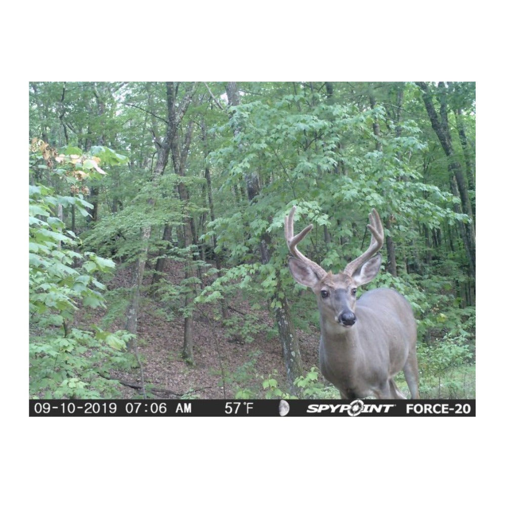 Spypoint FORCE-20 Trail Camera For Beginners With 16 GB SD Card (Brown)