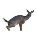 Montana Decoy Estrus Betty Whitetail Deer Decoy (Peeing Doe) for Bow Hunting