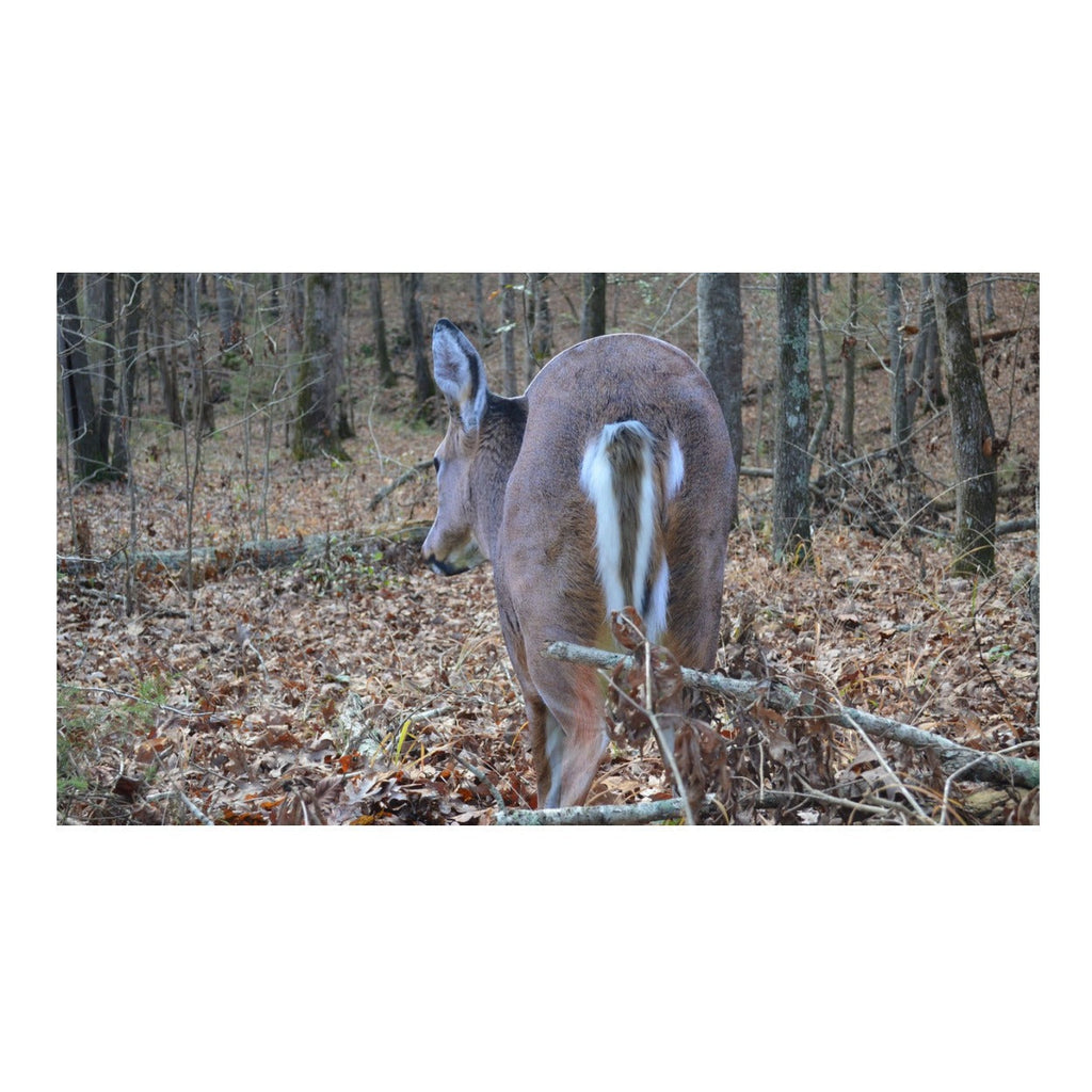 Montana Decoy Deer Rump Whitetail Decoy Lightweight and Foldable Hunting Decoy