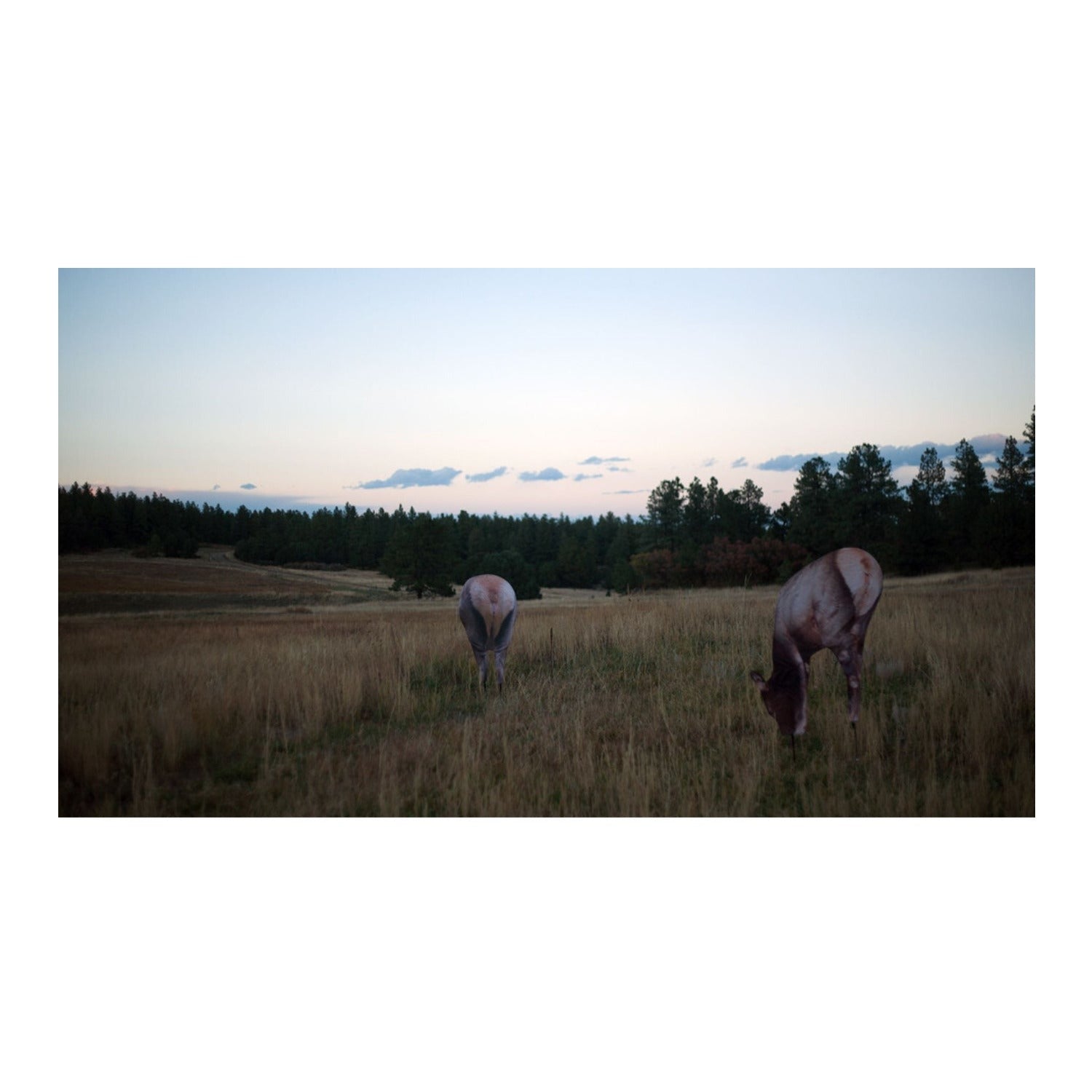 Montana Miss September Feeding Elk Decoy - Realistic Pose for All-Season Hunting
