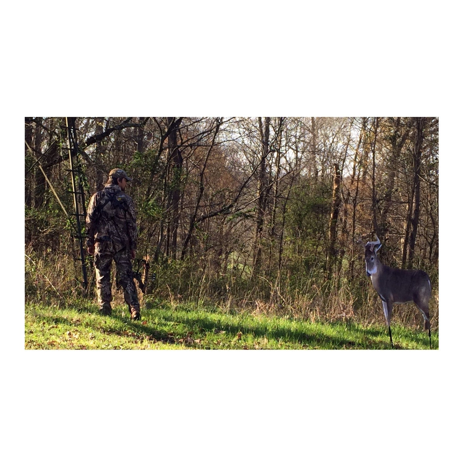 Montana: The Freshman (Whitetail Buck Decoy)