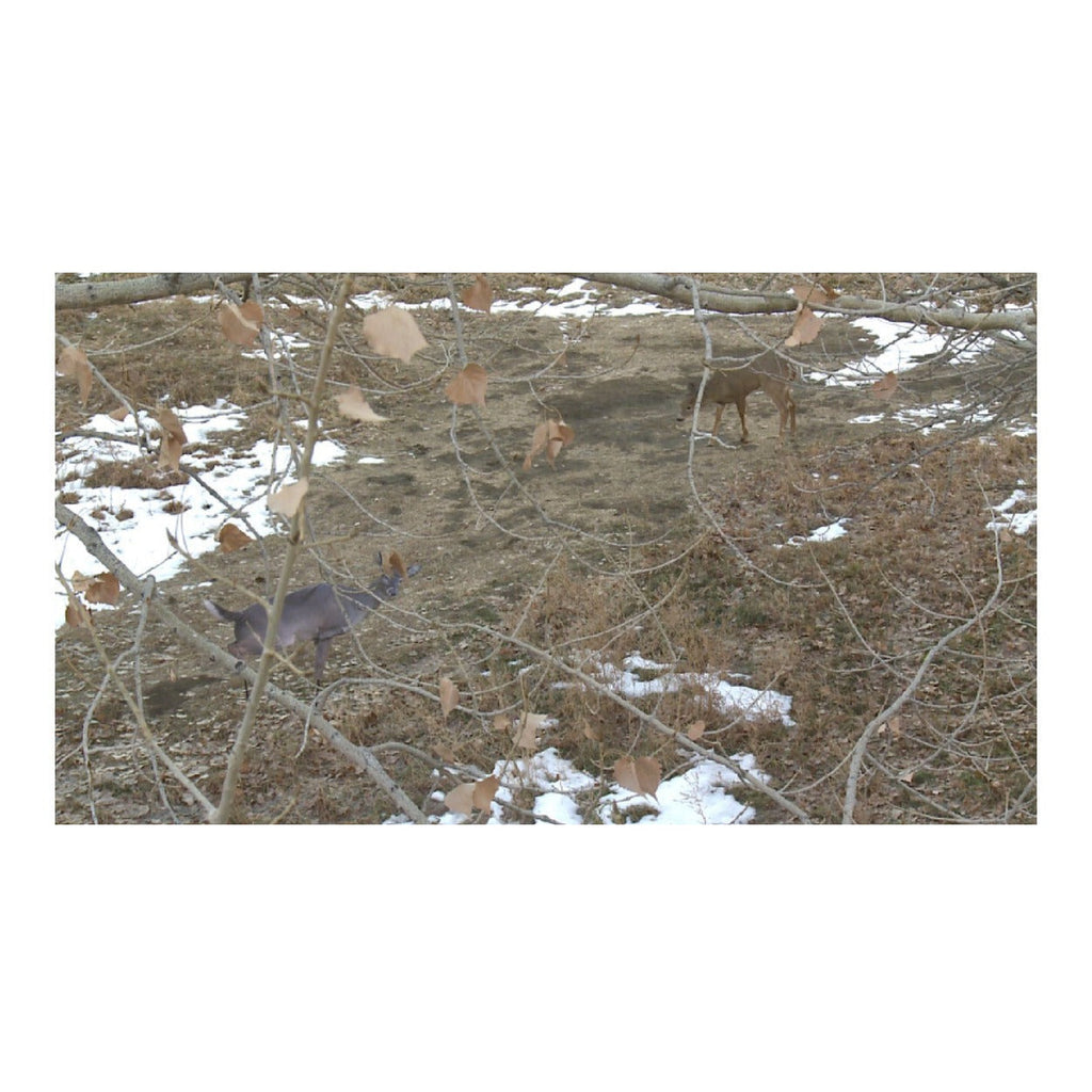 Montana Decoy Estrus Betty Whitetail Deer Decoy (Peeing Doe) for Bow Hunting