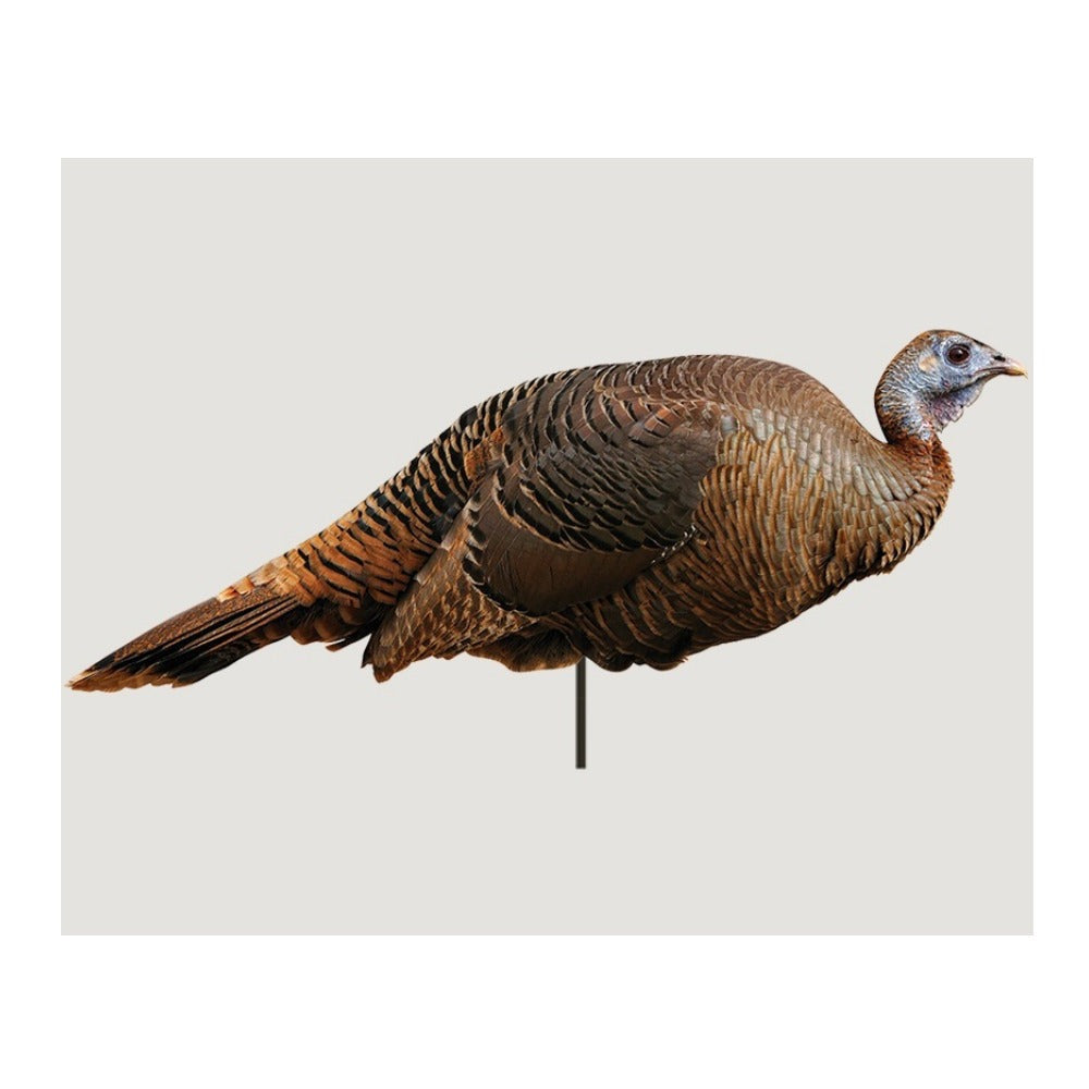 Montana Decoy Spring Fling Turkey Decoy - Foldable and Portable, Photo-Realistic