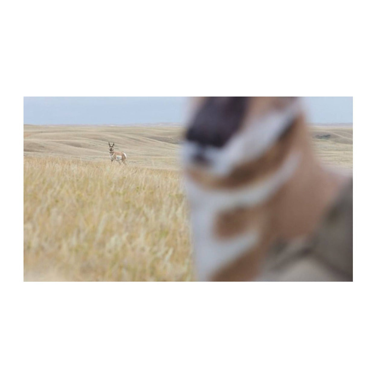 Montana Decoy Eichler Antelope with Quickstand