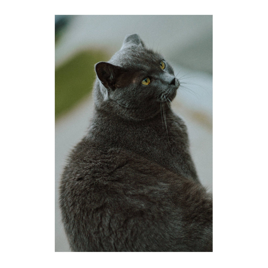 Thypoch Simera 75mm f/1.4 ASPH Full Frame Manual Lens (Leica M, Silver)