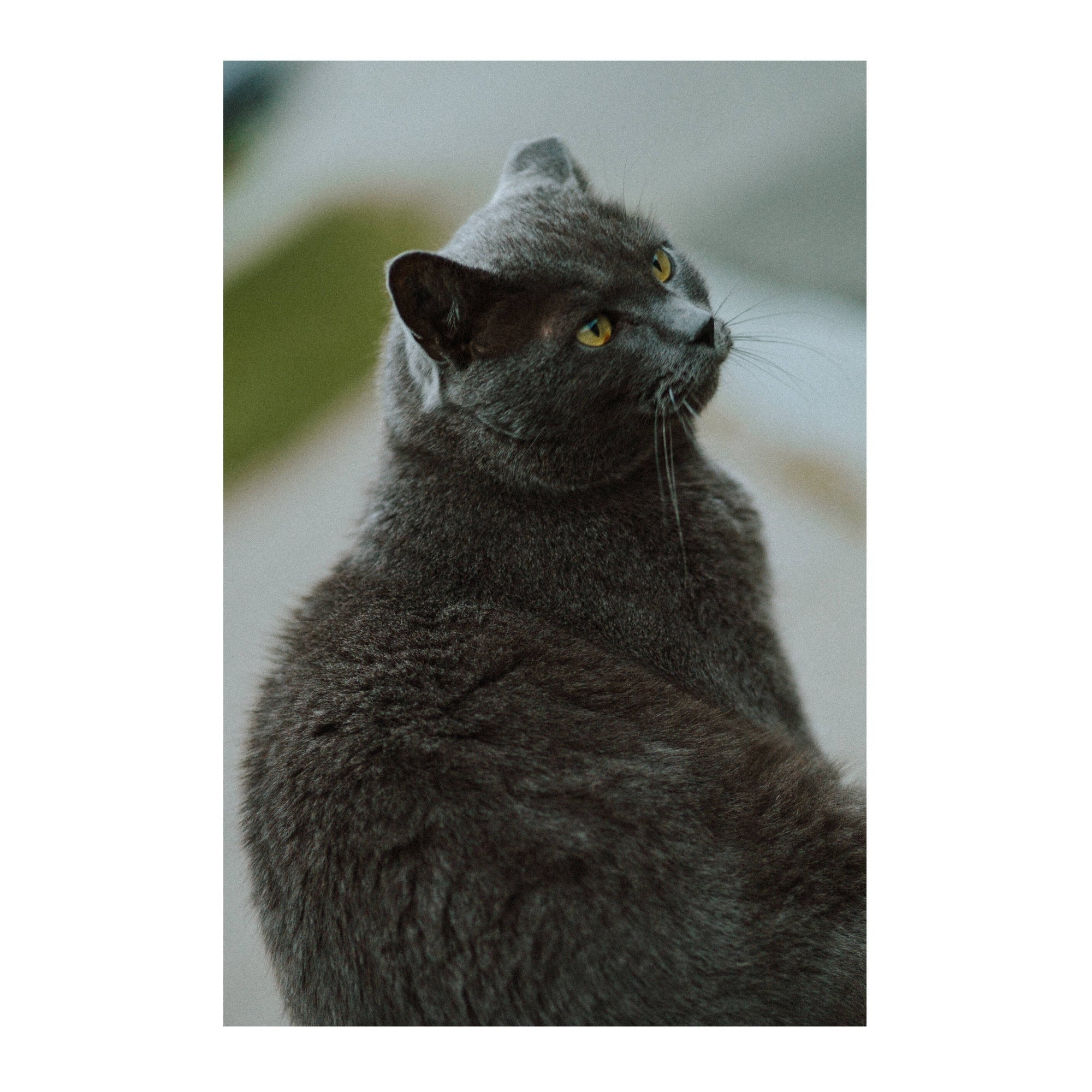 Thypoch Simera 75mm f/1.4 ASPH Full Frame Manual Lens (Leica M, Silver)