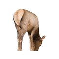 Montana Miss September Feeding Elk Decoy - Realistic Pose for All-Season Hunting
