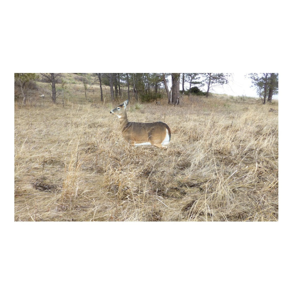 Montana Decoy Dreamy Doe Whitetail Deer Decoy