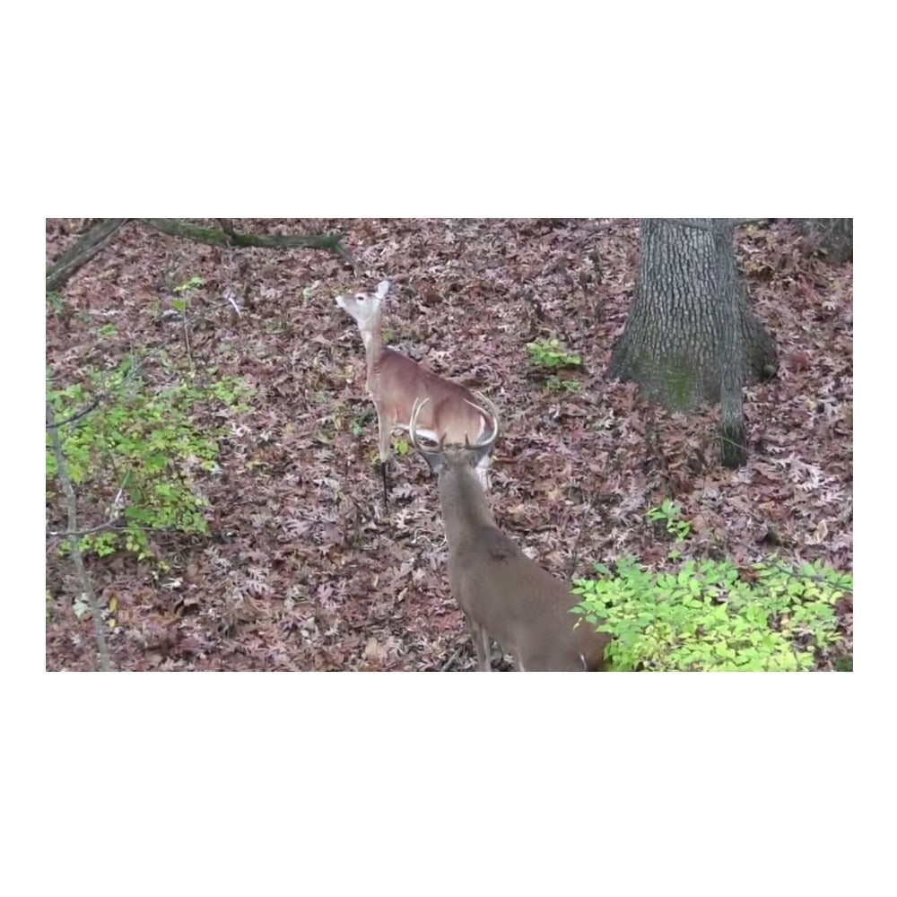 Montana Decoy Dreamy Doe Whitetail Deer Decoy