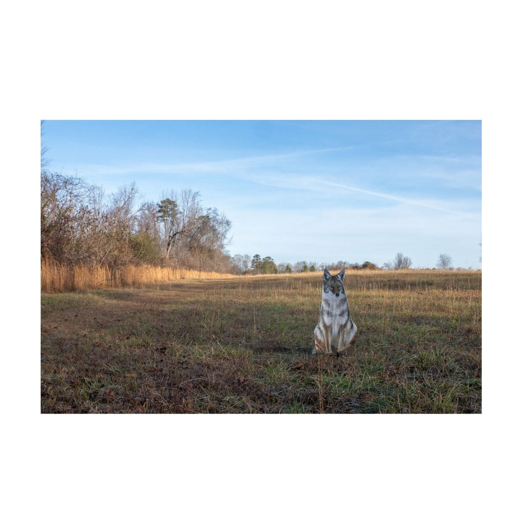 Montana Decoy Sitting Coyote Decoy